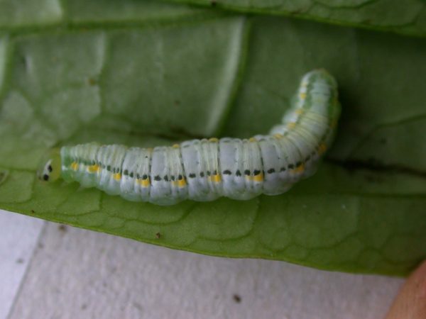 Greta hermana 5th instar, KRW-168