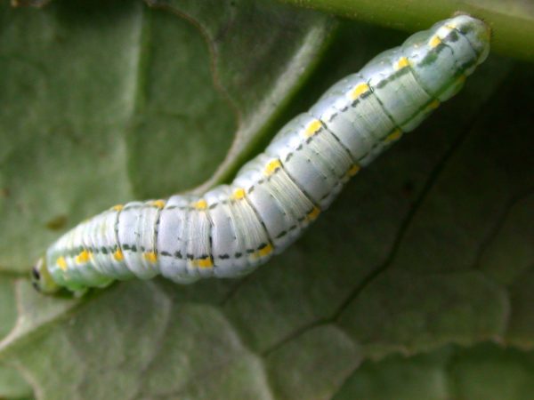 Greta hermana 5th instar, KRW-168