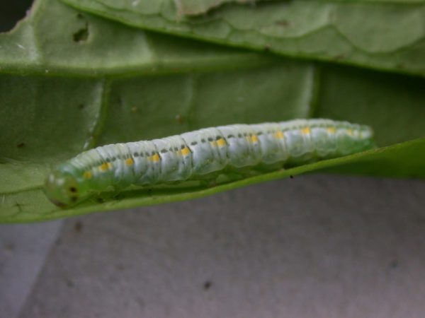 Greta hermana 5th instar, KRW-168