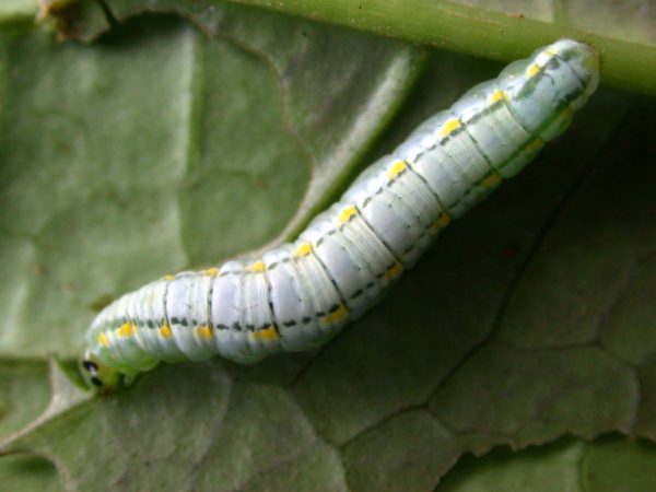 Greta hermana 5th instar, KRW-168