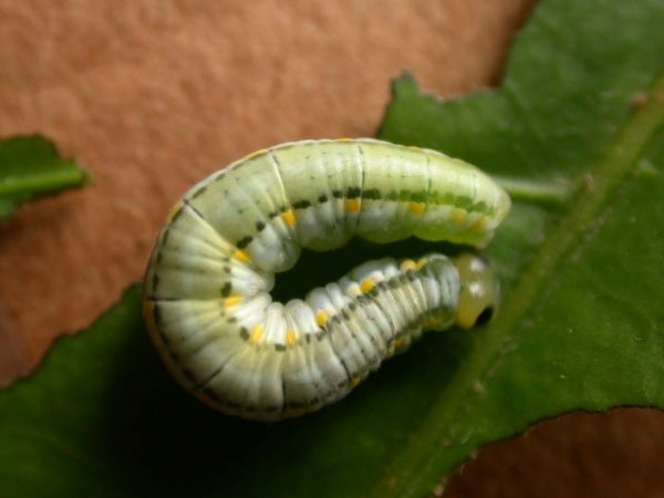 Greta hermana 5th instar, KRW-171