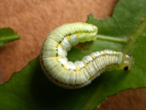 Greta hermana 5th instar, KRW-171