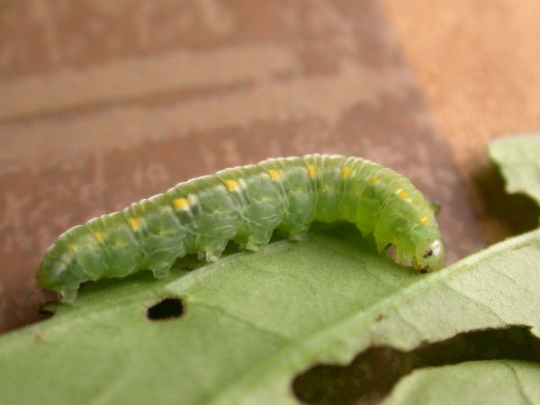 Greta hermana 5th instar, KRW-171
