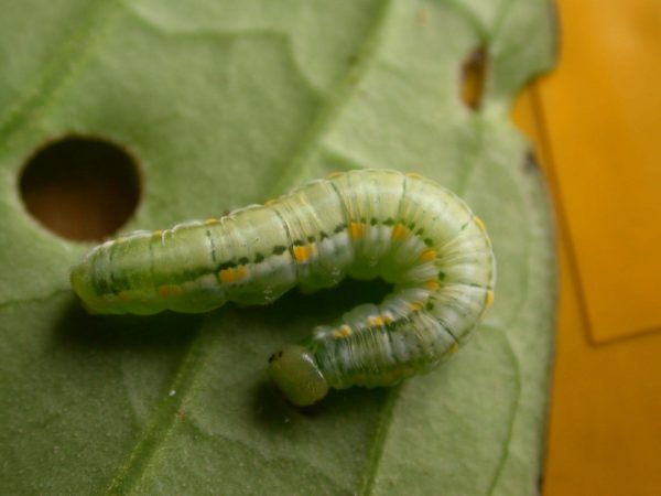 Greta hermana 5th instar, KRW-171