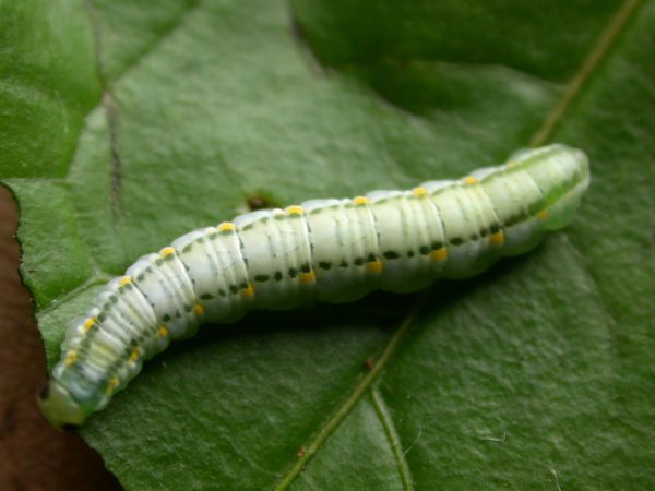 Greta hermana 5th instar, KRW-172