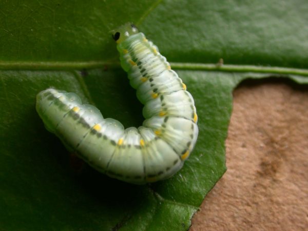 Greta hermana 5th instar, KRW-172