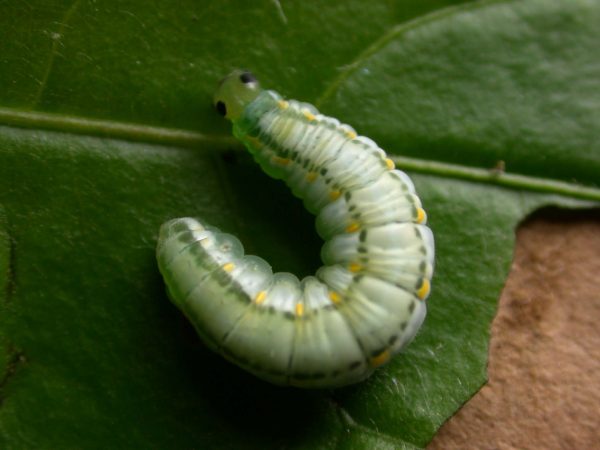 Greta hermana 5th instar, KRW-172