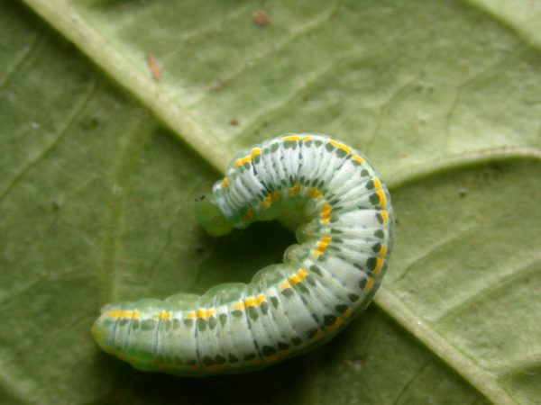 Greta hermana 5th instar, KRW-173