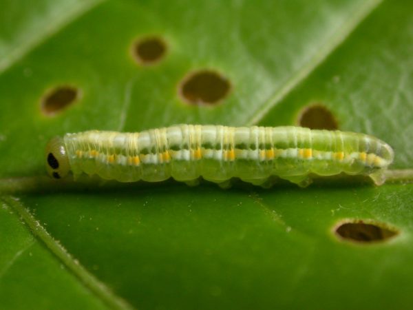 Greta hermana 5th instar, KRW-173