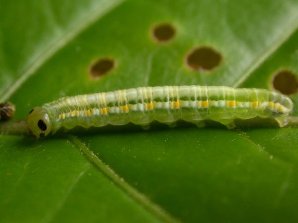 Greta hermana 5th instar, KRW-173