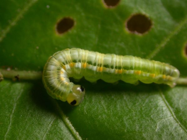 Greta hermana 5th instar, KRW-173