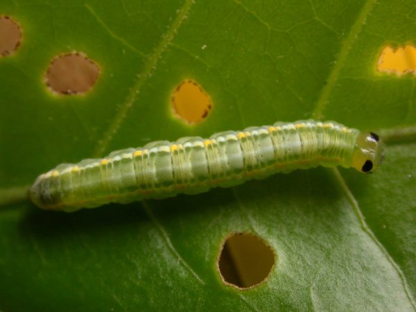 Greta hermana 5th instar, KRW-173