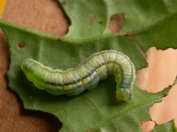 Greta hermana 5th instar, KRW-173