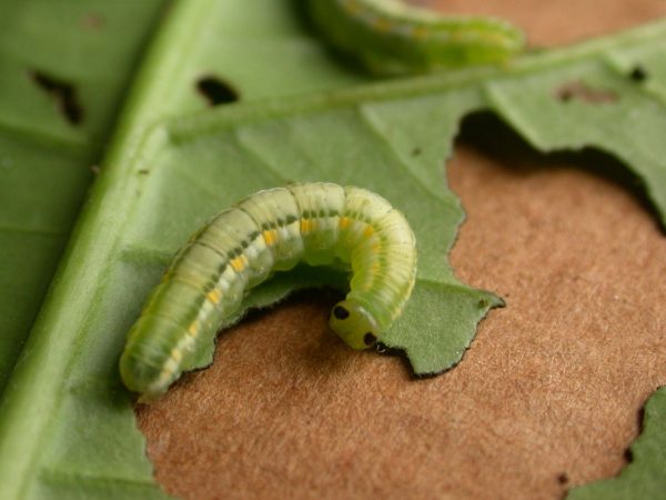 Greta hermana 5th instar, KRW-173