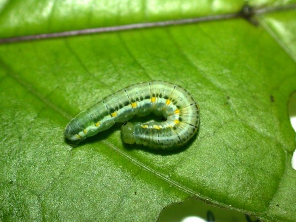 Greta hermana 5th instar, KRW-78