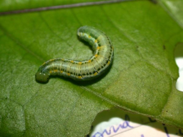 Greta hermana 5th instar, KRW-78