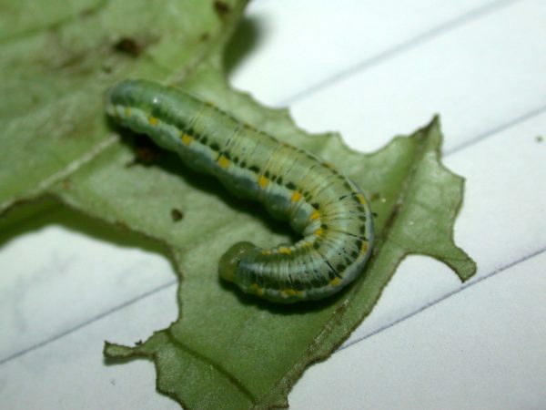 Greta hermana 5th instar, KRW-78