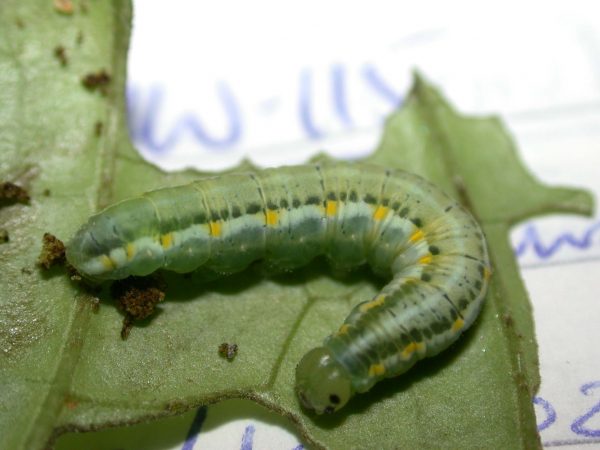 Greta hermana 5th instar, KRW-78