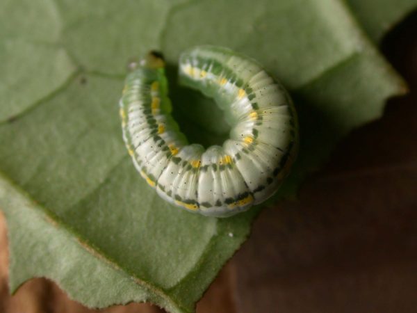Greta hermana 5th instar, KRW-93