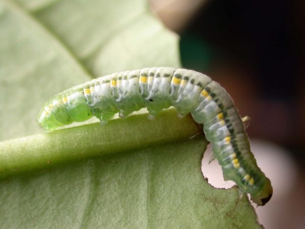 Greta hermana 5th instar, KRW-93