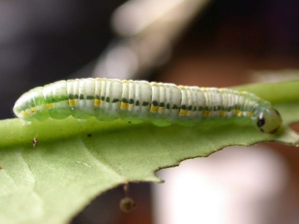 Greta hermana 5th instar, KRW-93