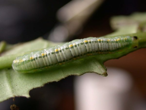 Greta hermana 5th instar, KRW-93