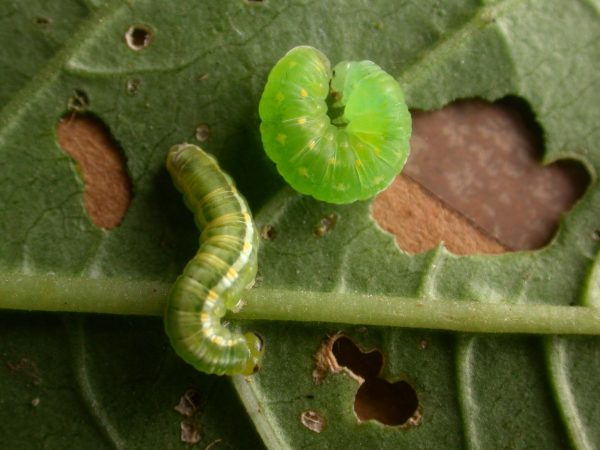 Greta hermana 5th instar prepupa, KRW-140