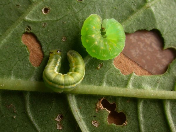Greta hermana 5th instar prepupa, KRW-140