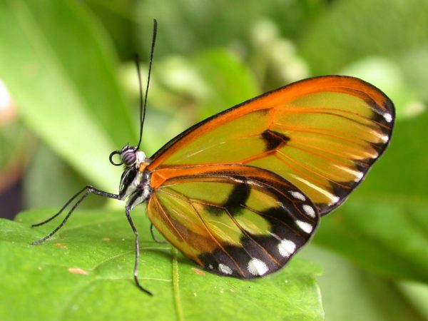 Greta hermana adult, KRW-127-1