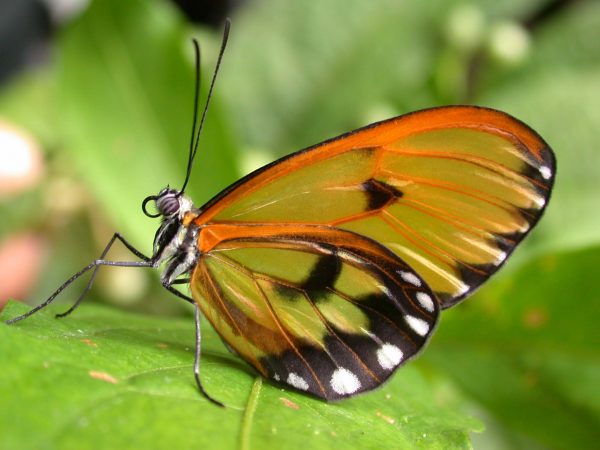 Greta hermana adult, KRW-127-1