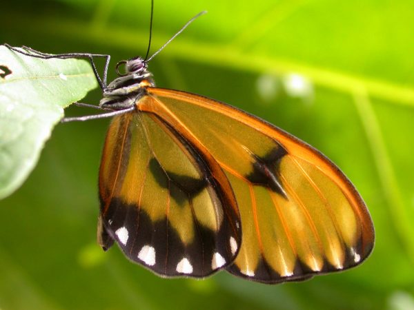 Greta hermana adult, KRW-137