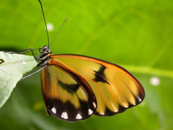 Greta hermana adult, KRW-137