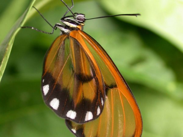 Greta hermana adult, KRW-167