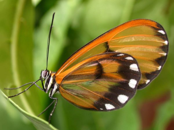 Greta hermana adult, KRW-167