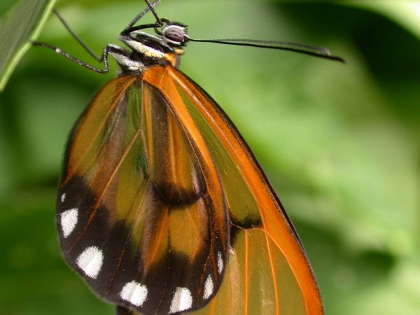 Greta hermana adult, KRW-167