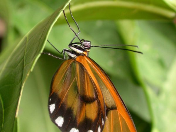 Greta hermana adult, KRW-167