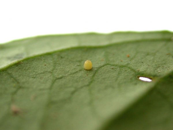 Greta hermana egg, KRW-171