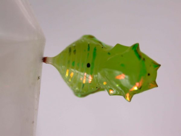 Greta hermana pupa, KRW-113