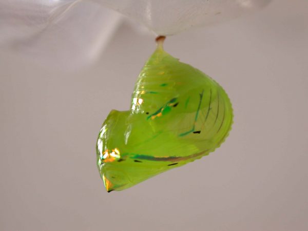 Greta hermana pupa, KRW-113