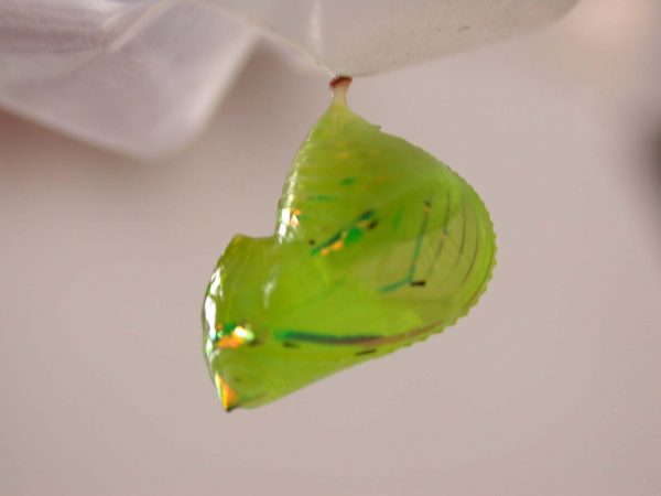 Greta hermana pupa, KRW-113