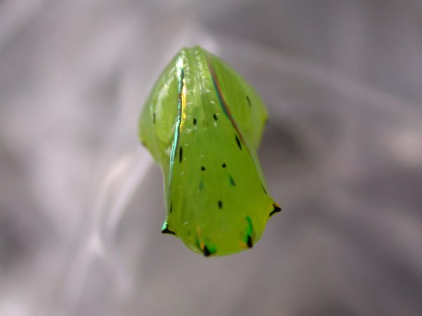 Greta hermana pupa, KRW-113