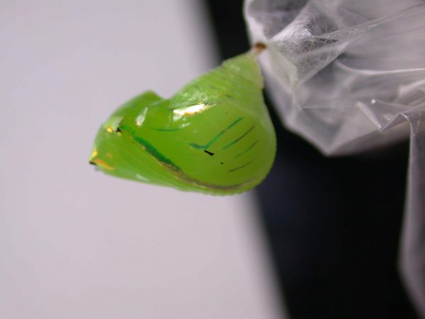 Greta hermana pupa, KRW-127-1