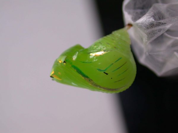 Greta hermana pupa, KRW-127-1