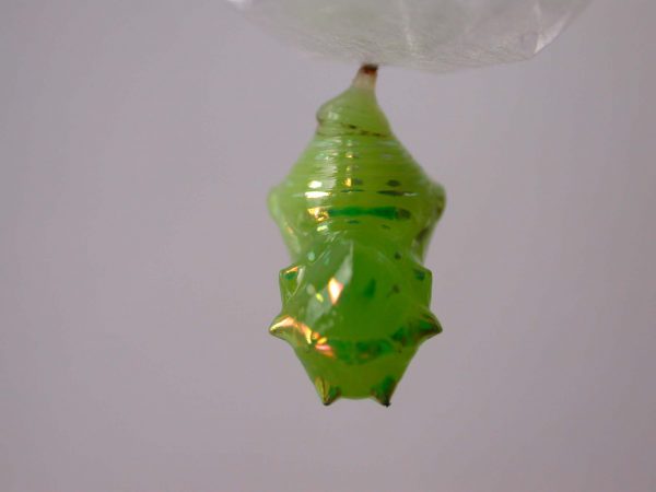 Greta hermana pupa, KRW-127-1