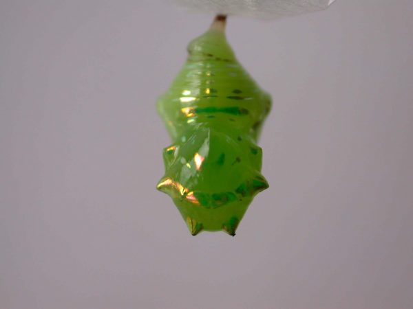 Greta hermana pupa, KRW-127-1