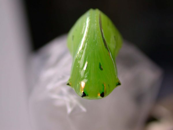 Greta hermana pupa, KRW-127-1