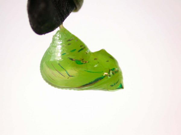 Greta hermana pupa, KRW-127-2