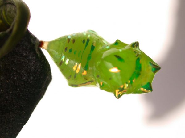 Greta hermana pupa, KRW-127-2