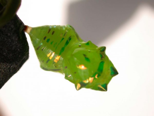 Greta hermana pupa, KRW-127-2