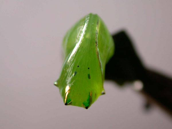 Greta hermana pupa, KRW-127-2